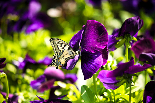 Noontime in the Garden of Characters